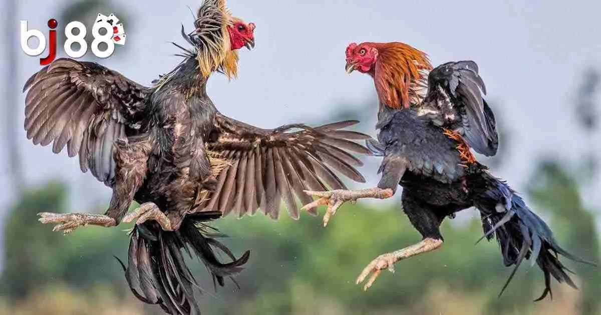 Giải Mã Lý Do Đá Gà Mỹ Hấp Dẫn Đông Đảo Cược Thủ Tham Gia 2 Đá gà Mỹ là gì?